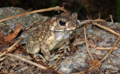 Duttaphrynus melanostictus (Schneider, 1799) 黑眶蟾蜍