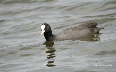 Fulica atra Linnaeus, 1758 白冠雞