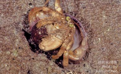 Dardanus deformis (H. Milne Edwards, 1836) 畸形真寄居蟹