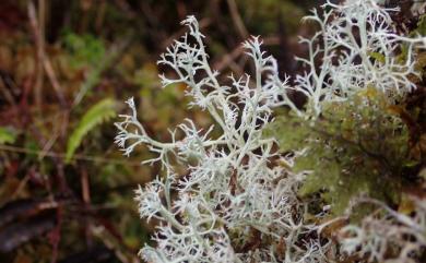 Cladonia mitis Sandst. 1918 軟鹿蕊