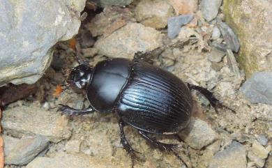 Phelotrupes formosanus (Miwa, 1930) 蓬萊雪隱金龜