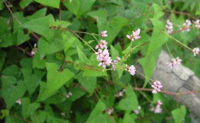 Persicaria senticosa (Meisn.) H. Gross ex Nakai 刺蓼