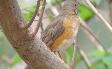 Turdus chrysolaus chrysolaus (Temminck, 1831) 赤腹鶇