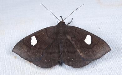 Edessena gentiusalis Walker, 1859 白腎鬚裳蛾