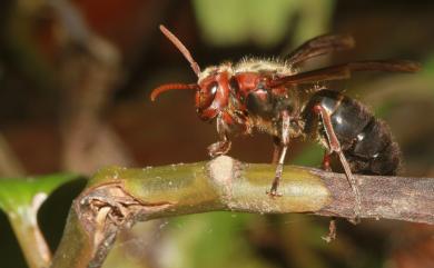 Vespa basalis Smith, 1852 黑腹虎頭蜂