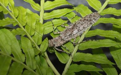 Theopompa ophthalmica (Manuel, 1797) 樹皮螳