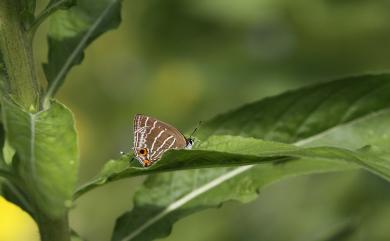 Wagimo insularis Shirôzu, 1957 線灰蝶