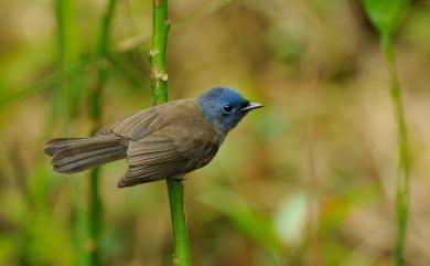 Hypothymis azurea oberholseri Stressmann, 1913 黑枕藍鶲(台灣亞種)