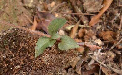 Cheirostylis liukiuensis Masam. 墨綠指柱蘭