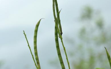 Indigofera galegoides DC. 假大青藍