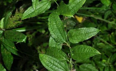 Smilax riparia 烏蘇里山馬薯