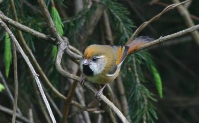 Suthora verreauxi morrisoniana 黃羽鸚嘴