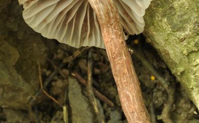 Laccaria laccata 漆蠟蘑