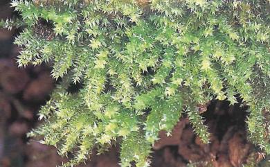 Brachythecium plumosum (Hedw.) B. S. G., 1853 羽枝青苔
