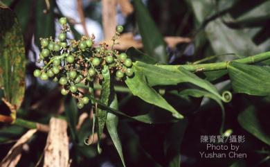 Flagellaria indica L. 印度鞭藤
