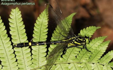 Asiagomphus perlaetus (Chao, 1953) 圓痣春蜓