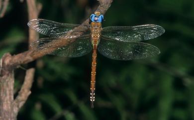 Anaciaeschna jaspidea Burmeister, 1839 碧翠晏蜓