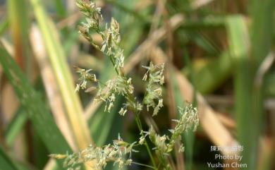 Leersia hexandra Sw. 李氏禾