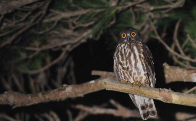 Ninox japonica japonica (Temminck & Schlegel, 1845) 褐鷹鴞(過境亞種)