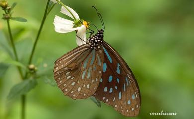 Tirumala septentrionis (Butler, 1874) 小紋青斑蝶