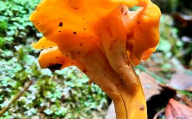 Craterellus aureus 金漏斗菌