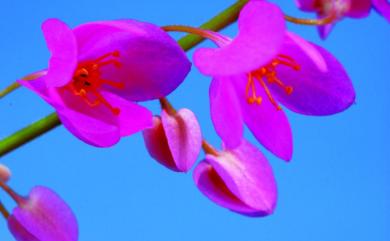 Antigonon leptopus Hook. & Arn. 珊瑚藤