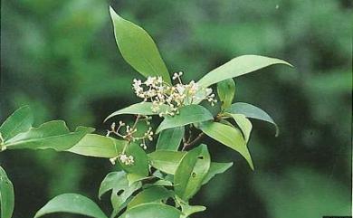 Viburnum integrifolium Hayata 玉山糯米樹