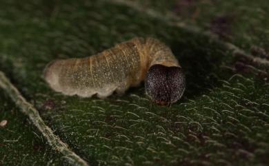 Pseudocoladenia dan sadakoe 黃襟弄蝶