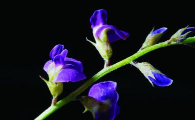 Glycine tabacina (Labill.) Benth. 澎湖大豆