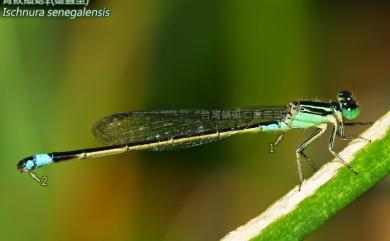 Ischnura senegalensis (Rambur, 1842) 青紋細蟌