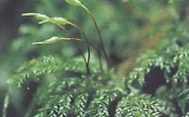 Kindbergia arbuscula (Brotherus) Ochyra, 1982 樹形王苔