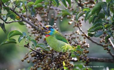 Psilopogon nuchalis (Gould, 1863) 五色鳥