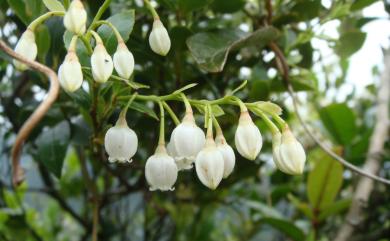 Vaccinium wrightii var. wrightii Gray 1859 大葉越橘