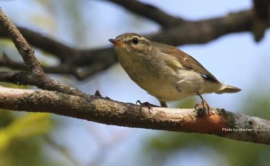 Phylloscopus borealis (Blasius, 1858) 極北柳鶯