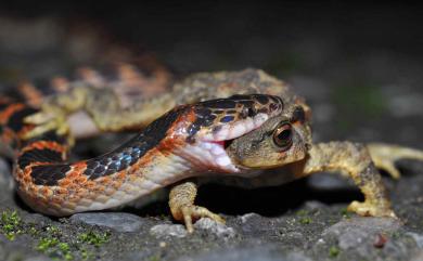 Lycodon rufozonatus Cantor, 1842 紅斑蛇