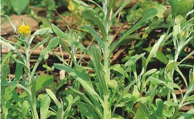 Gnaphalium luteoalbum subsp. affine (D.Don) J.Kost. 鼠麴草
