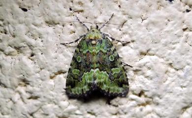 Pseudodeltote formosana (Hampson, 1910) 寶島擬沼夜蛾