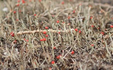 Cladonia macilenta Hoffm. 瘦柄紅石蕊