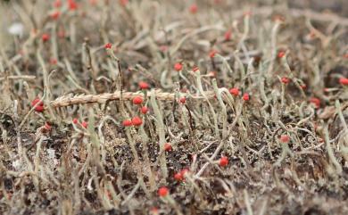 Cladonia macilenta 瘦柄紅石蕊