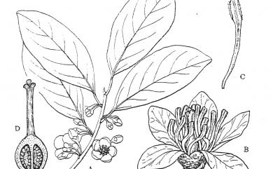 Cleyera japonica var. japonica 紅淡比
