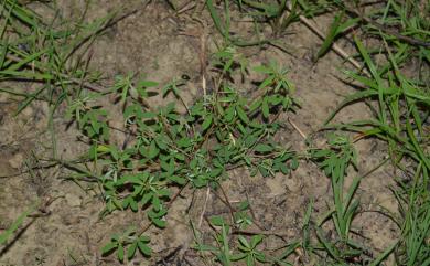 Indigofera glandulifera Page ex Steud. 腺葉木藍