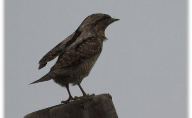 Jynx torquilla chinensis Hesse, 1911 地啄木