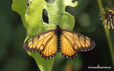 Acraea issoria formosana (Fruhstorfer, 1912) 苧麻珍蝶