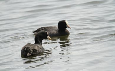 Fulica atra atra Linnaeus, 1758 白冠雞