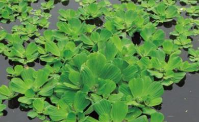 Pistia stratiotes L. 大萍