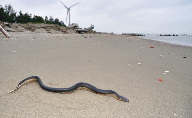 Hydrophis platurus (Linnaeus, 1766) 長吻海蛇
