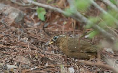 Garrulax canorus canorus (Linnaeus, 1758) 大陸畫眉