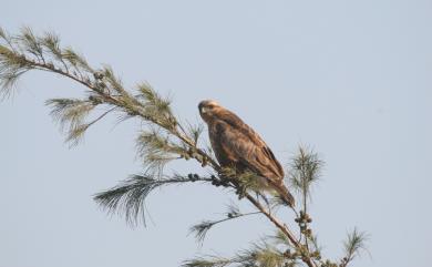 Buteo japonicus japonicus (Temminck & Schlegel, 1844) 東方鵟