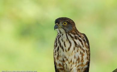 Accipiter trivirgatus formosae Mayr, 1949 鳳頭蒼鷹(台灣特有亞種)