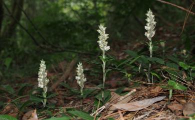 Goodyera foliosa (Lindl.) Benth. ex C.B.Clarke 厚唇斑葉蘭